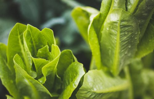 foto mediterranea accademia del gusto
